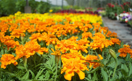 Baytree plant range